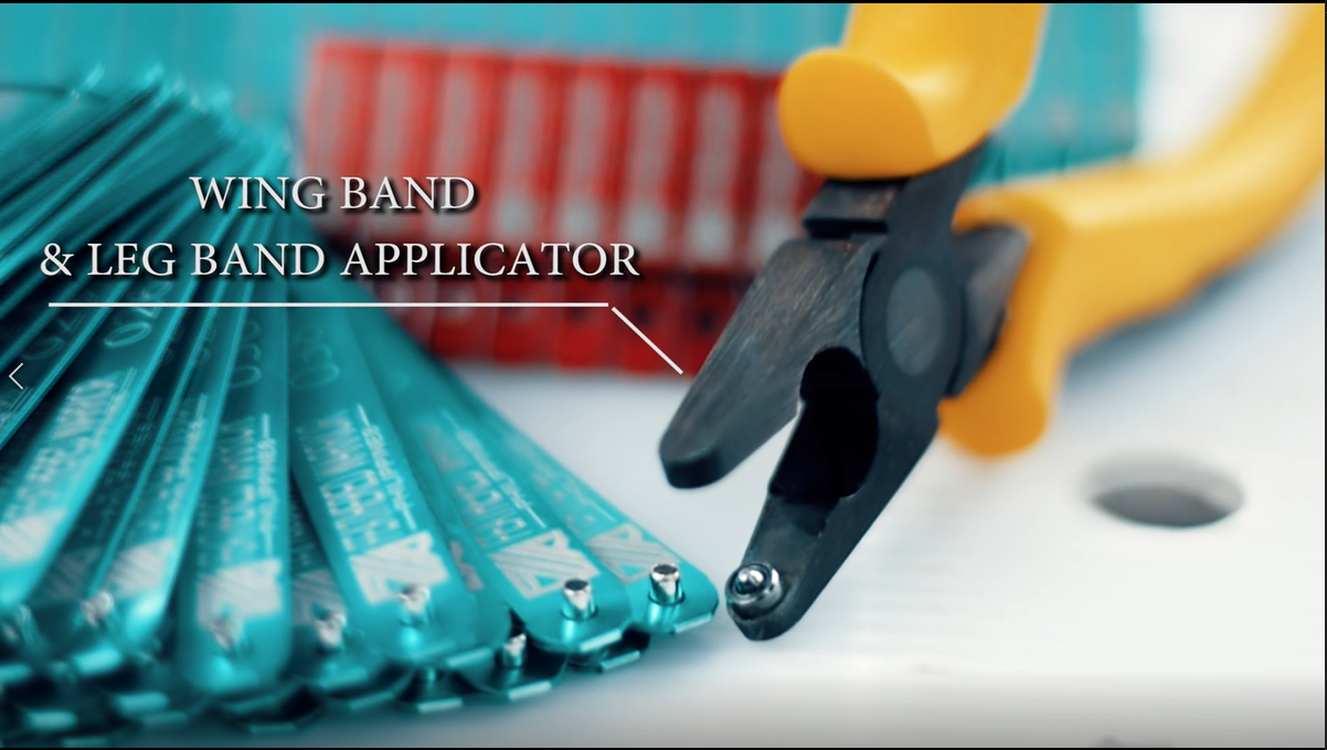 WING BAND